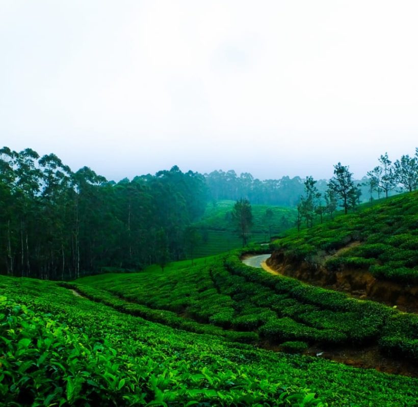 honeymoon packages, munnar